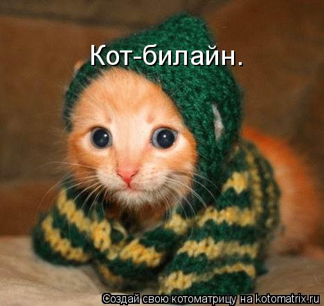 Кот-билайн.... Котоматрица: Кот-билайн.