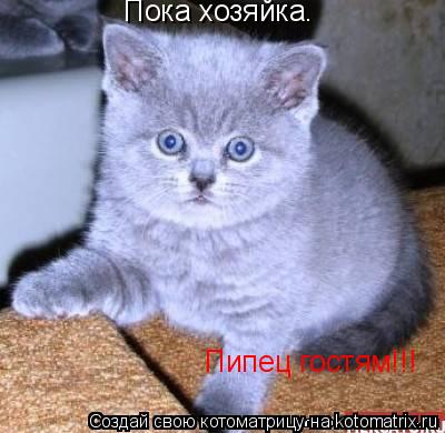 Пока хозяйка. Пипец гостям!!!... Котоматрица: Пока хозяйка. Пипец гостям!!!
