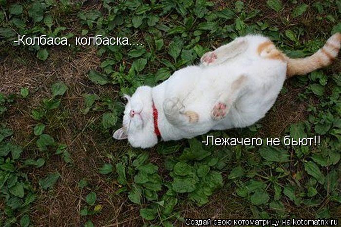 -Лежачего не бьют!! -Колбаса, колбаска....... Котоматрица: -Лежачего не бьют!! -Колбаса, колбаска....
