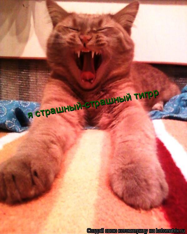 я страшный-страшный тигрр... Котоматрица: я страшный-страшный тигрр