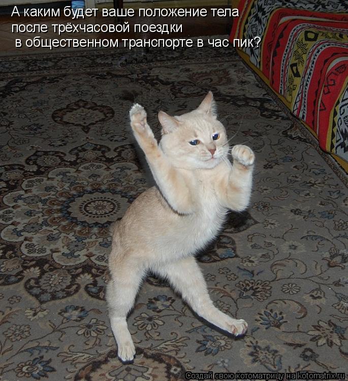 А каким будет ваше положение тела после трёхчасовой поездки в общественном транспорте в час пик?... Котоматрица: А каким будет ваше положение тела после трёхчасовой поездки в общественном транспорте в час пик?