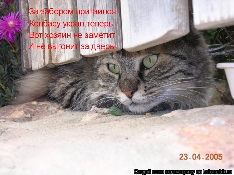 За забором притаился: Колбасу украл,теперь Вот хозяин не заметит И не выгонит за дверь!... Котоматрица: За забором притаился: Колбасу украл,теперь Вот хозяин не заметит И не выгонит за дверь!