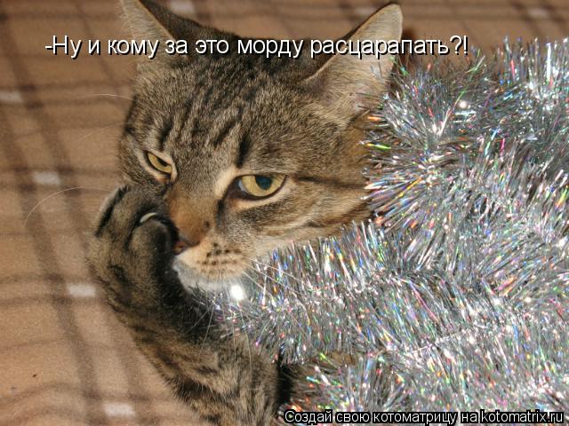 -Ну и кому за это морду расцарапать?!... Котоматрица: -Ну и кому за это морду расцарапать?!