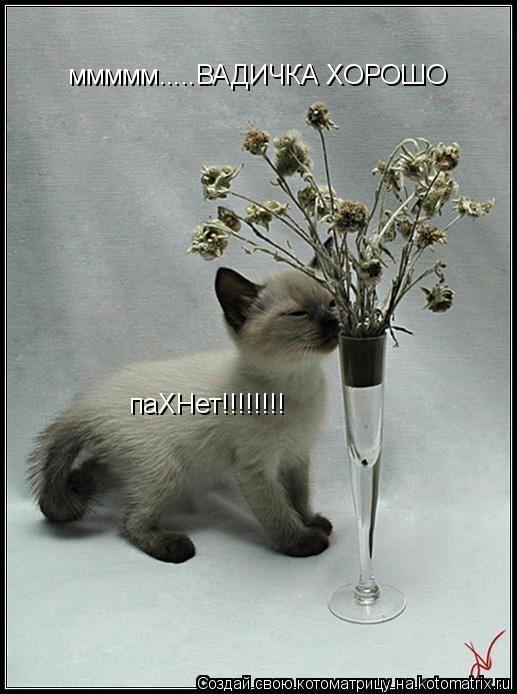 ммммм.....ВАДИЧКА ХОРОШО паХНет!!!!!!!!... Котоматрица: ммммм.....ВАДИЧКА ХОРОШО паХНет!!!!!!!!