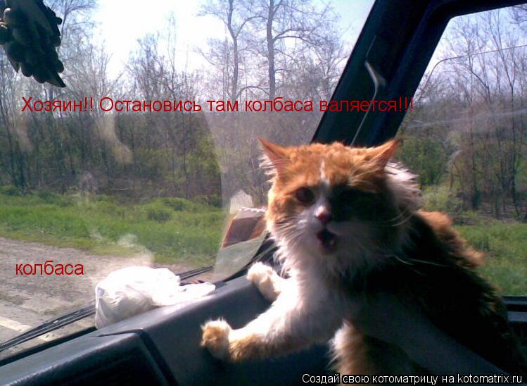колбаса Хозяин!! Остановись там колбаса валяется!!!... Котоматрица: колбаса Хозяин!! Остановись там колбаса валяется!!!