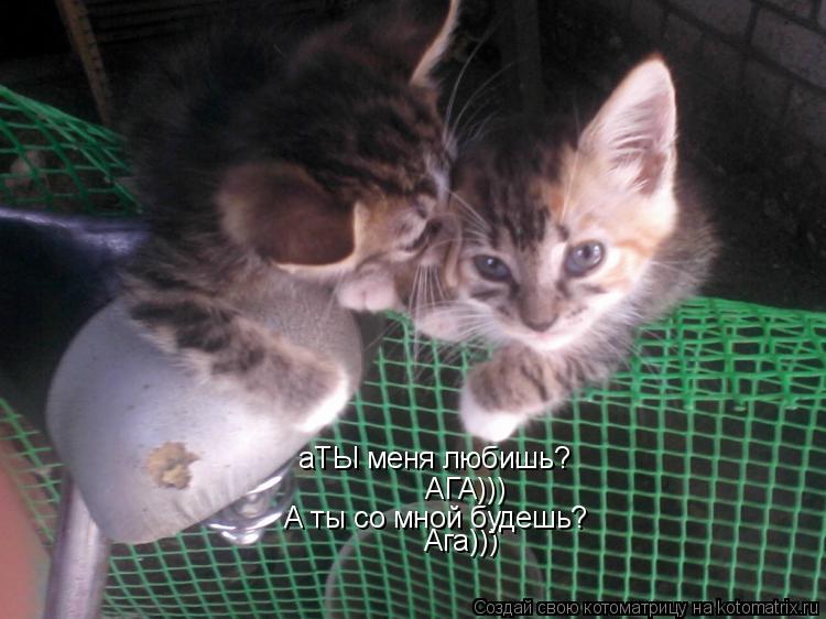 аТЫ меня любишь? АГА))) А ты со мной будешь? Ага))) А ты со мной будешь?... Котоматрица: аТЫ меня любишь? АГА))) А ты со мной будешь? Ага))) А ты со мной будешь?
