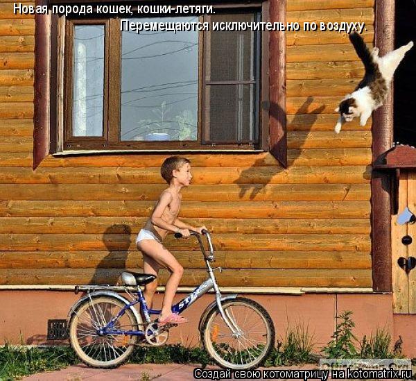 Новая порода кошек, кошки-летяги. Перемещаются исключительно по воздуху Новая порода кошек, кошки-лет... Котоматрица: Новая порода кошек, кошки-летяги. Перемещаются исключительно по воздуху Новая порода кошек, кошки-летяги. Новая порода кошек, кошки-летяги.