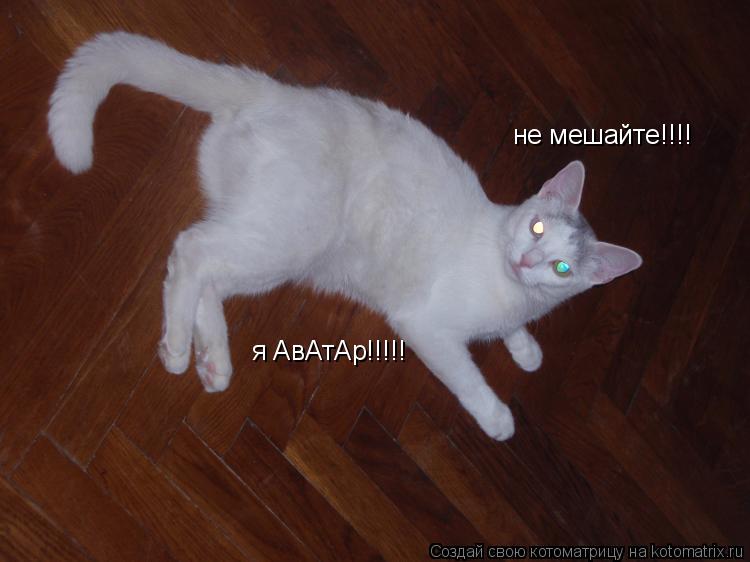 не мешайте!!!! я АвАтАр!!!!!... Котоматрица: не мешайте!!!! я АвАтАр!!!!!