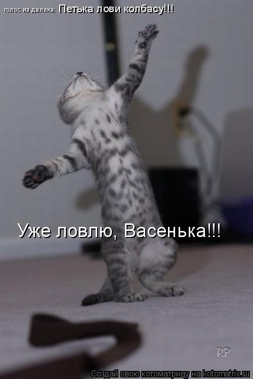голос из далека: Петька лови колбасу!!! Уже ловлю, Васенька!!!... Котоматрица: голос из далека: Петька лови колбасу!!! Уже ловлю, Васенька!!!