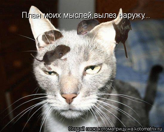 План моих мыслей,вылез наружу...... Котоматрица: План моих мыслей,вылез наружу...