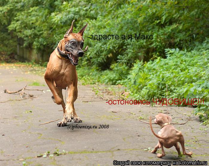 -остоновись ЧУДОВИЩЕ!!! -здрасте а я Макс... Котоматрица: -остоновись ЧУДОВИЩЕ!!! -здрасте а я Макс