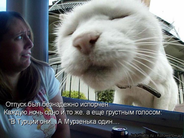 Отпуск был безнадежно испорчен. Каждую ночь одно и то же. а еще грустным голосом: "В Турции они... А... Котоматрица: Отпуск был безнадежно испорчен. Каждую ночь одно и то же. а еще грустным голосом: "В Турции они... А Мурзенька один....