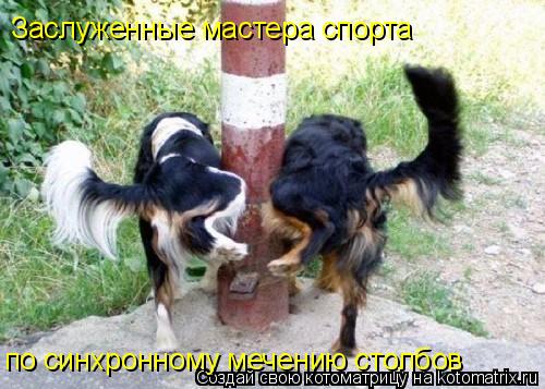 Заслуженные мастера спорта по синхронному мечению столбов... Котоматрица: Заслуженные мастера спорта по синхронному мечению столбов