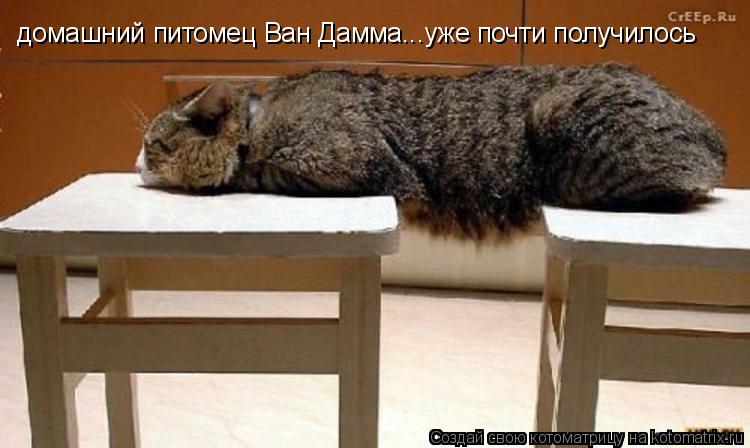 домашний питомец Ван Дамма...уже почти получилось... Котоматрица: домашний питомец Ван Дамма...уже почти получилось