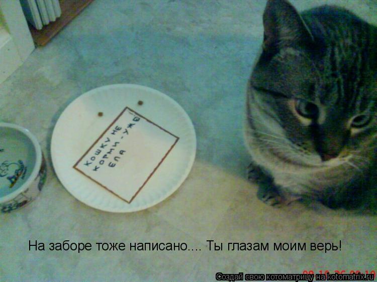 Котоматрица: На заборе тоже написано.... Ты глазам моим верь!