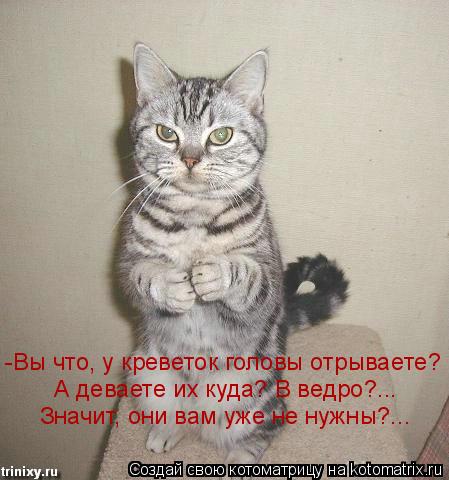 -Вы что, у креветок головы отрываете? А деваете их куда? В ведро?... Значит, они вам уже не нужны?...... Котоматрица: -Вы что, у креветок головы отрываете? А деваете их куда? В ведро?... Значит, они вам уже не нужны?...
