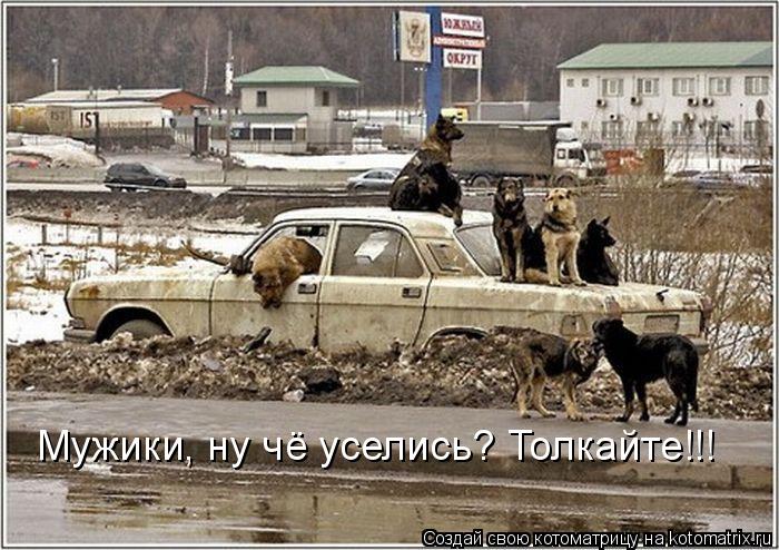 Котоматрица: Мужики, ну чё уселись? Толкайте!!!