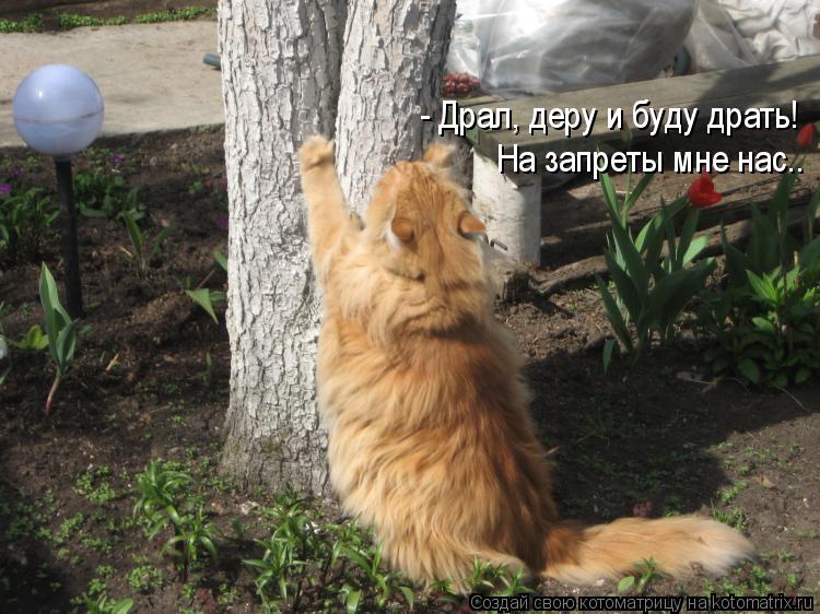 - Драл, деру и буду драть! На запреты мне нас..... Котоматрица: - Драл, деру и буду драть! На запреты мне нас..