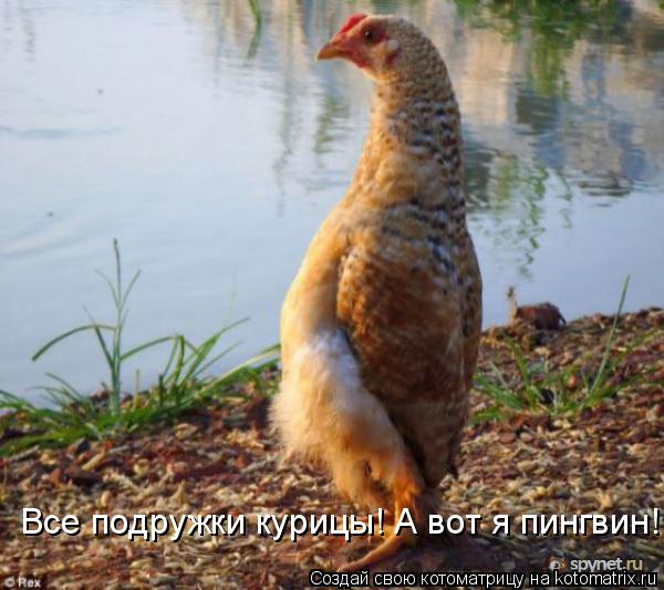Все подружки курицы! А вот я пингвин!... Котоматрица: Все подружки курицы! А вот я пингвин!