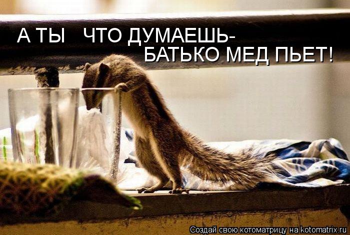 А ТЫ ЧТО ДУМАЕШЬ- БАТЬКО МЕД ПЬЕТ!... Котоматрица: А ТЫ ЧТО ДУМАЕШЬ- БАТЬКО МЕД ПЬЕТ!