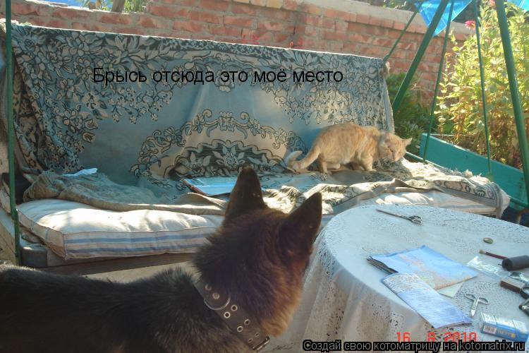 Брысь отсюда это моё место... Котоматрица: Брысь отсюда это моё место