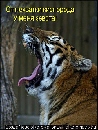 От нехватки кислорода У меня зевота!... Котоматрица: От нехватки кислорода У меня зевота!