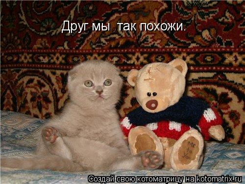 Друг мы так похожи.... Котоматрица: Друг мы так похожи.