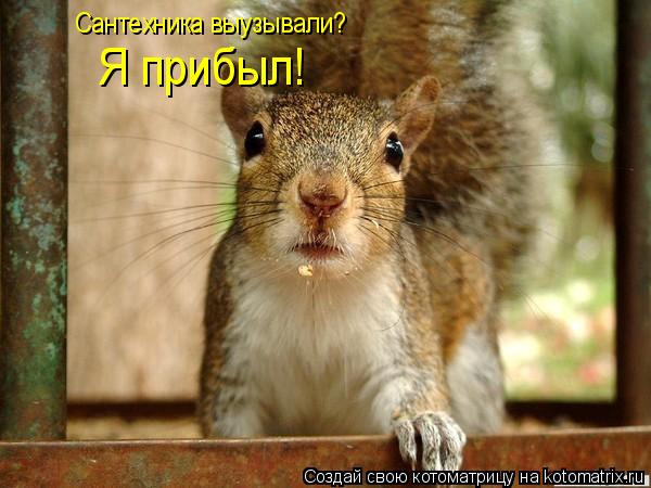 Сантехника выузывали? Я прибыл!... Котоматрица: Сантехника выузывали? Я прибыл!
