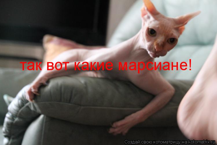 так вот какие марсиане!... Котоматрица: так вот какие марсиане!