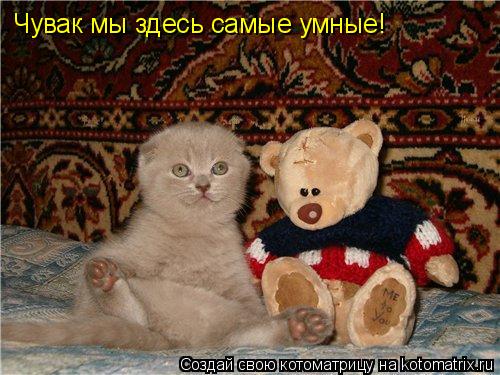 Чувак мы здесь самые умные!... Котоматрица: Чувак мы здесь самые умные!