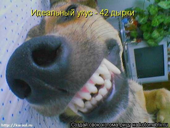 Идеальный укус - 42 дырки... Котоматрица: Идеальный укус - 42 дырки