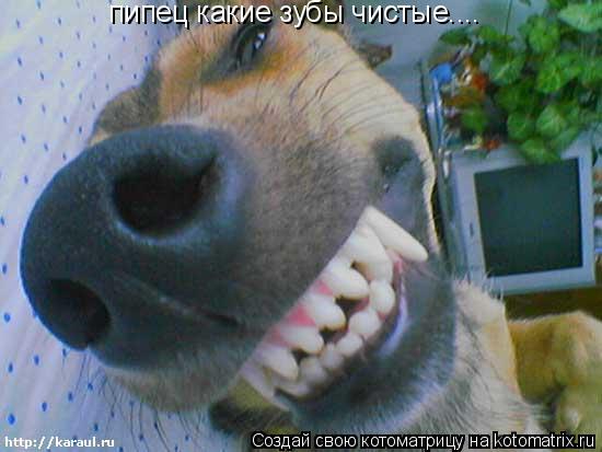 пипец какие зубы чистые....... Котоматрица: пипец какие зубы чистые....