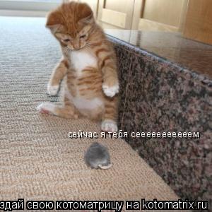 сейчас я тебя сееееееееееем... Котоматрица: сейчас я тебя сееееееееееем