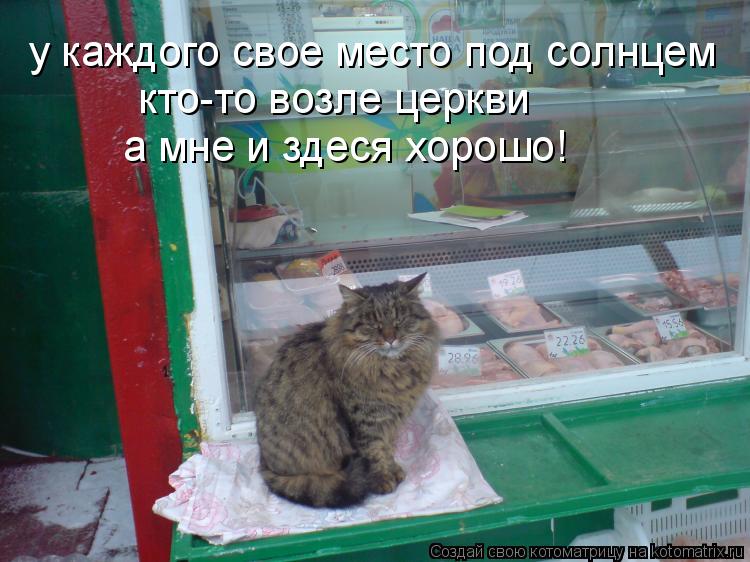 у каждого свое место под солнцем кто-то возле церкви а мне и здеся хорошо!... Котоматрица: у каждого свое место под солнцем кто-то возле церкви а мне и здеся хорошо!