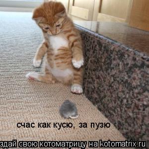 счас как кусю, за пузю... Котоматрица: счас как кусю, за пузю