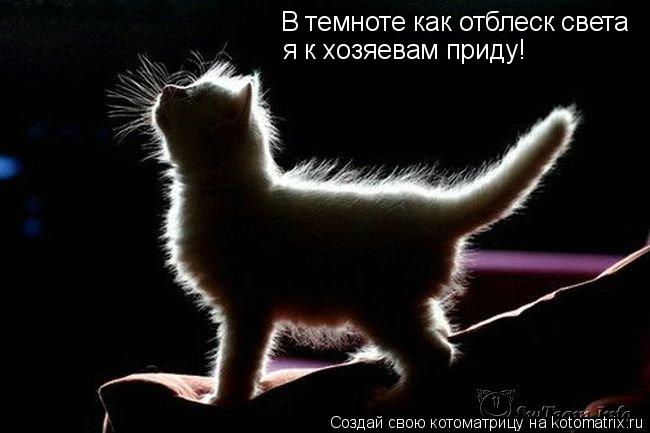 В темноте как отблеск света я к хозяевам приду!... Котоматрица: В темноте как отблеск света я к хозяевам приду!