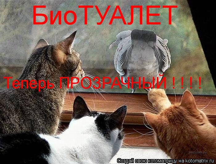 БиоТУАЛЕТ Теперь ПРОЗРАЧНЫЙ ! ! ! !... Котоматрица: БиоТУАЛЕТ Теперь ПРОЗРАЧНЫЙ ! ! ! !