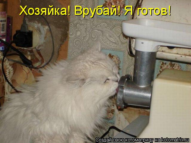 Котоматрица: Хозяйка! Врубай! Я готов!