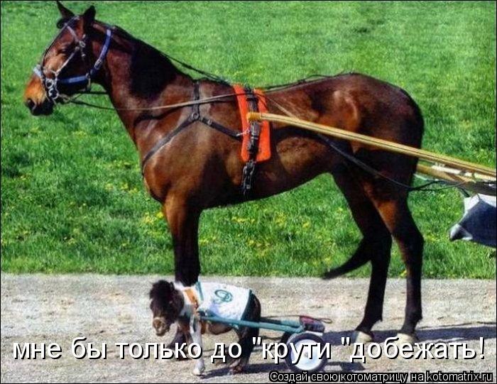 мне бы только до "крути "добежать!... Котоматрица: мне бы только до "крути "добежать!