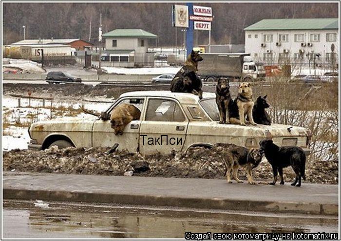 ТакПси... Котоматрица: ТакПси