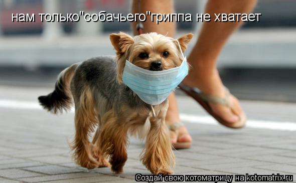 нам только"собачьего"гриппа не хватает... Котоматрица: нам только"собачьего"гриппа не хватает