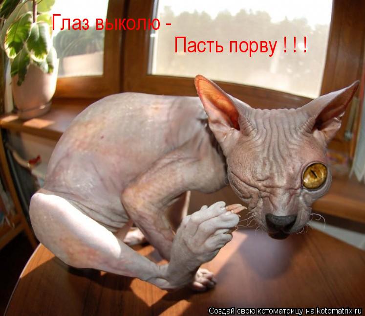 Глаз выколю - Пасть порву ! ! !... Котоматрица: Глаз выколю - Пасть порву ! ! !
