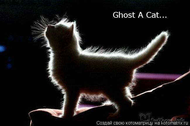 Ghost A Cat...... Котоматрица: Ghost A Cat...