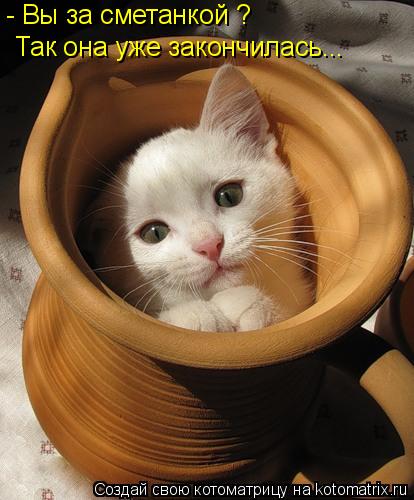 Так она уже закончилась... - Вы за сметанкой ?... Котоматрица: Так она уже закончилась... - Вы за сметанкой ?