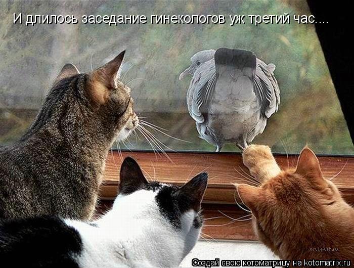 И длилось заседание гинекологов уж третий час....... Котоматрица: И длилось заседание гинекологов уж третий час....