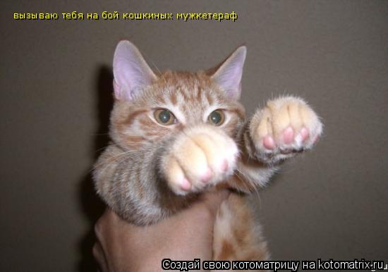 вызываю тебя на бой кошкиных мужкетераф... Котоматрица: вызываю тебя на бой кошкиных мужкетераф