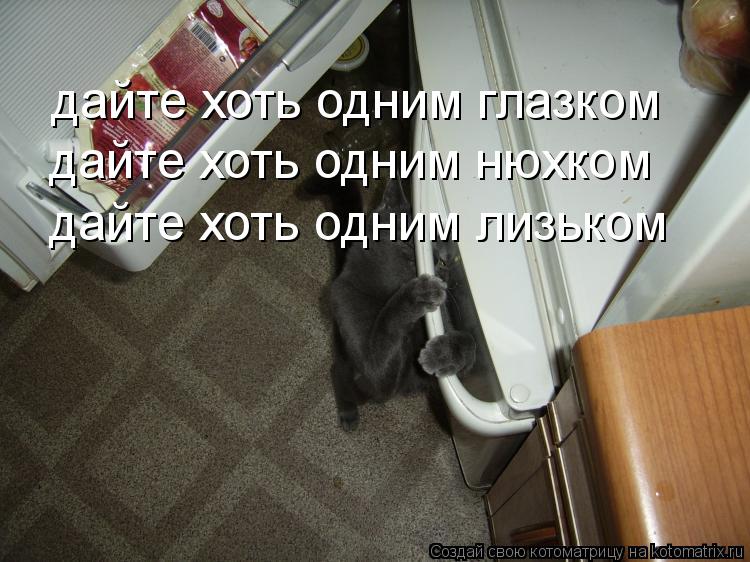 дайте хоть одним глазком дайте хоть одним нюхком дайте хоть одним лизьком... Котоматрица: дайте хоть одним глазком дайте хоть одним нюхком дайте хоть одним лизьком