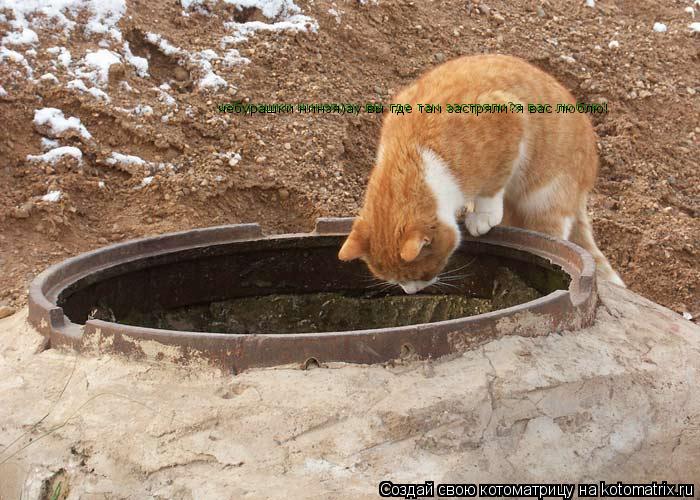 чебурашки нинзя)ау вы где там застряли?я вас люблю!... Котоматрица: чебурашки нинзя)ау вы где там застряли?я вас люблю!