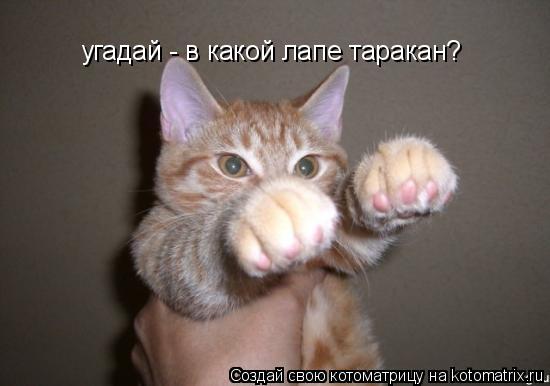 угадай - в какой лапе таракан?... Котоматрица: угадай - в какой лапе таракан?