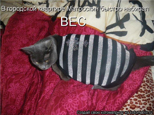 Котоматрица: В городской квартире Матроскин быстро набирал  ВЕС